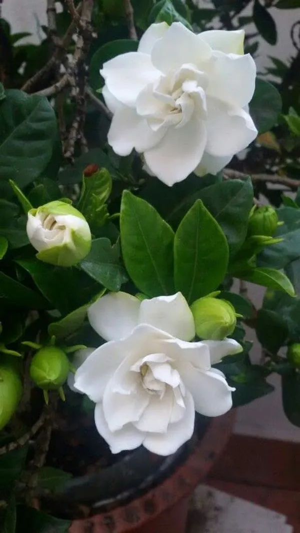 Cape_Jasmine_Gandhraj_Plant_&Tree_|_Gandharaj_Highly_Fragrant_Flowering_Plant