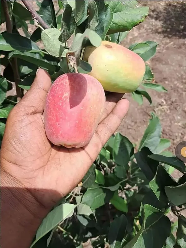 Hot_Place_Apple_Plant__Harimon-99_Apple_Plant_Height_1.5-2_Ft_Healthy_Plant