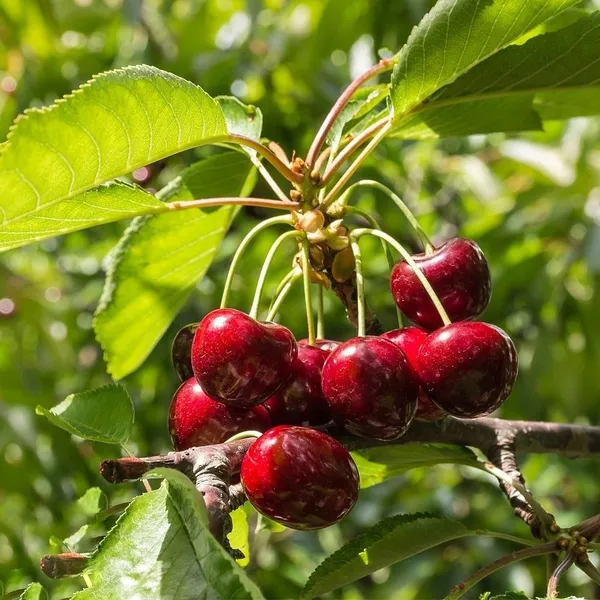 Original_Sweet_Cherry_Tree_Plant