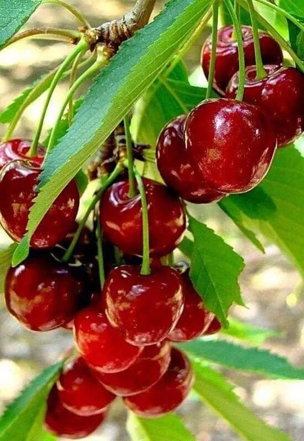 Original_Sweet_Cherry_Tree_Plant