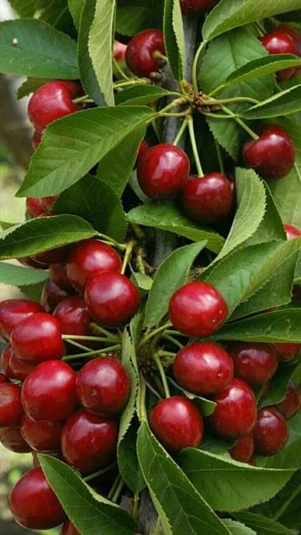 Original_Sweet_Cherry_Tree_Plant