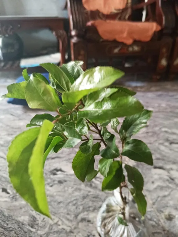 Original_Sweet_Cherry_Tree_Plant