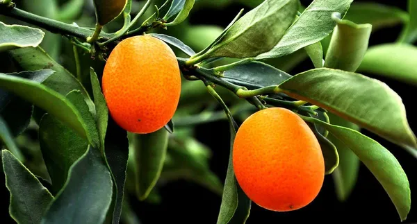 Sweet_Lemon|KumquatGrafted__Fruit_Plants_&_Tree_1-1.5_Ft_Size_Hybrid_Healthy_Plant_And_Tree