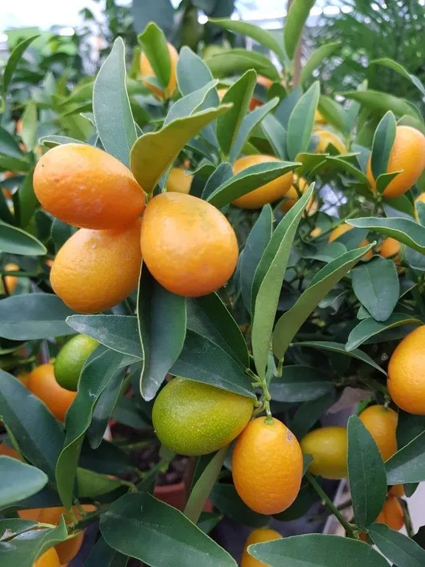 Sweet_Lemon|KumquatGrafted__Fruit_Plants_&_Tree_1-1.5_Ft_Size_Hybrid_Healthy_Plant_And_Tree