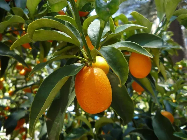 Sweet_Lemon|KumquatGrafted__Fruit_Plants_&_Tree_1-1.5_Ft_Size_Hybrid_Healthy_Plant_And_Tree