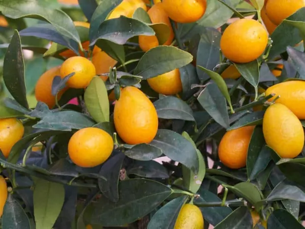 Sweet_Lemon|KumquatGrafted__Fruit_Plants_&_Tree_1-1.5_Ft_Size_Hybrid_Healthy_Plant_And_Tree