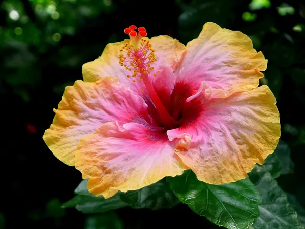 Multicolour_Hibiscus_Flower_Plant