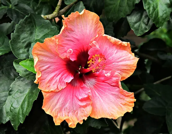 Multicolour_Hibiscus_Flower_Plant