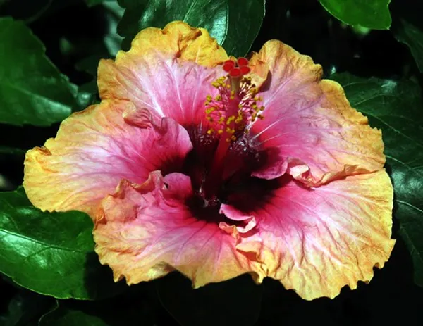 Multicolour_Hibiscus_Flower_Plant