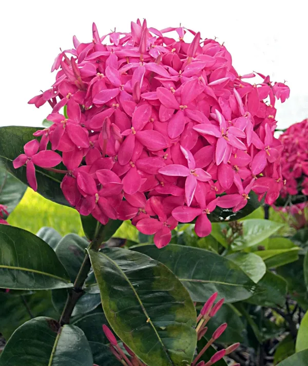 Pink_Ixora_12_Month_Flower_Plant_Hybrid