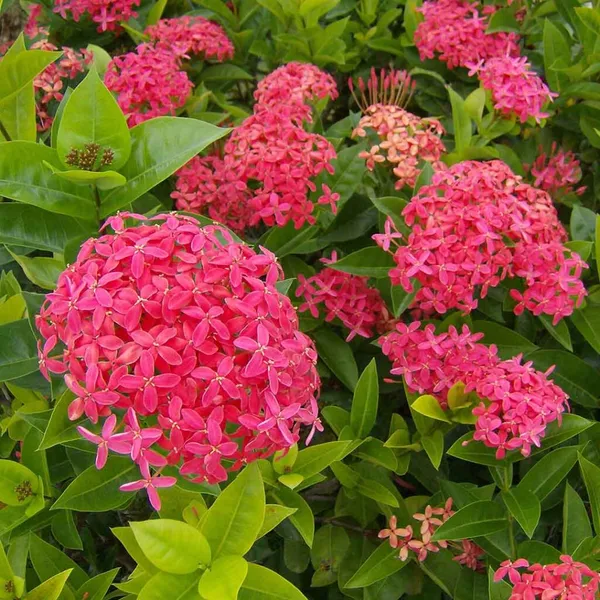Pink_Ixora_12_Month_Flower_Plant_Hybrid