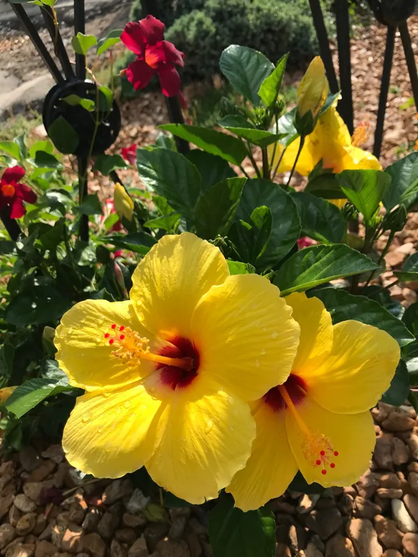 Yellow_Hibiscus_12_Month_Flower_Plant