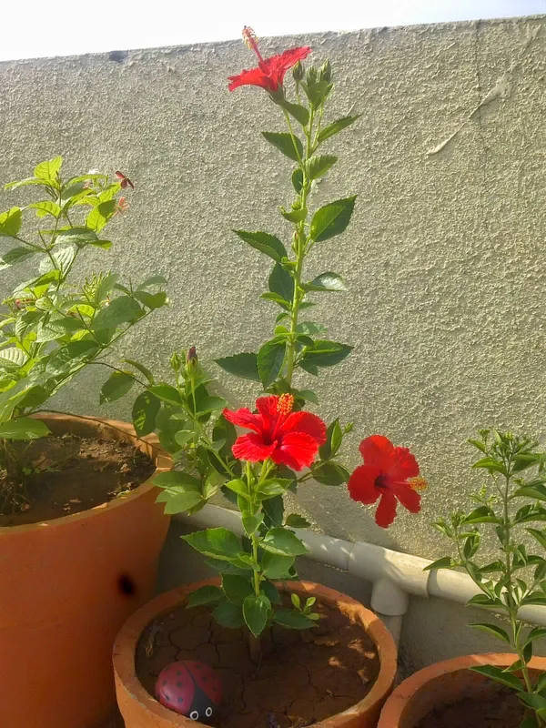 Hibiscus_Red_Grafted_Flower_Plant_Hybrid