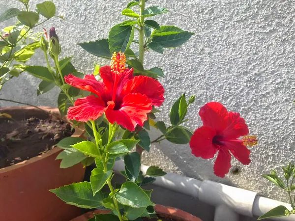 Hibiscus_Red_Grafted_Flower_Plant_Hybrid