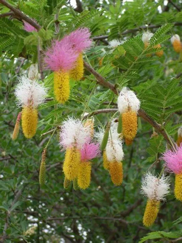 Shami_1.5-3.5_Ft_Plant