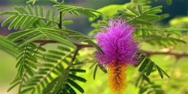 Shami_1.5-3.5_Ft_Plant