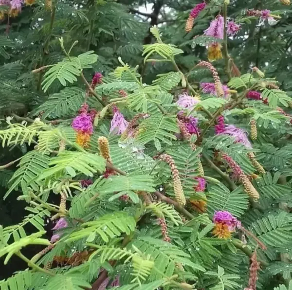 Shami_1.5-3.5_Ft_Plant