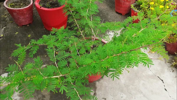 Shami_1.5-3.5_Ft_Plant
