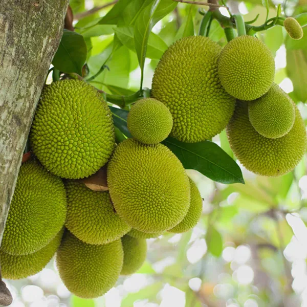 Gumless_Jackfruit__Plant_Hybrid