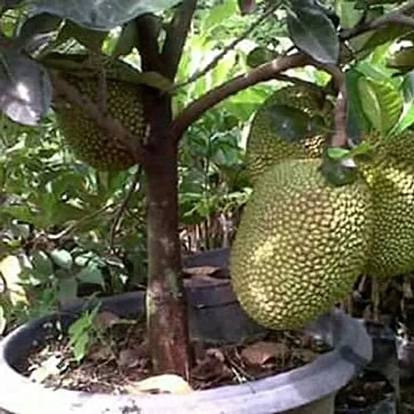 Gumless_Jackfruit__Plant_Hybrid