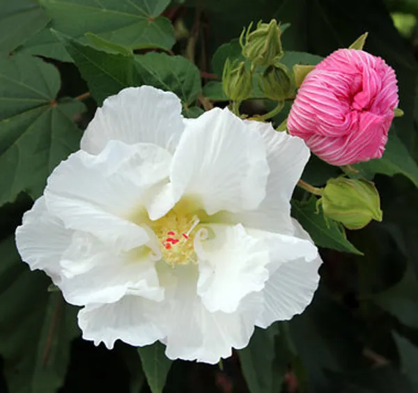 Land_Lotus_Plant
