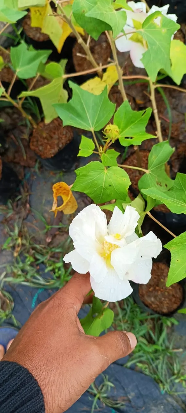 Land_Lotus_Plant