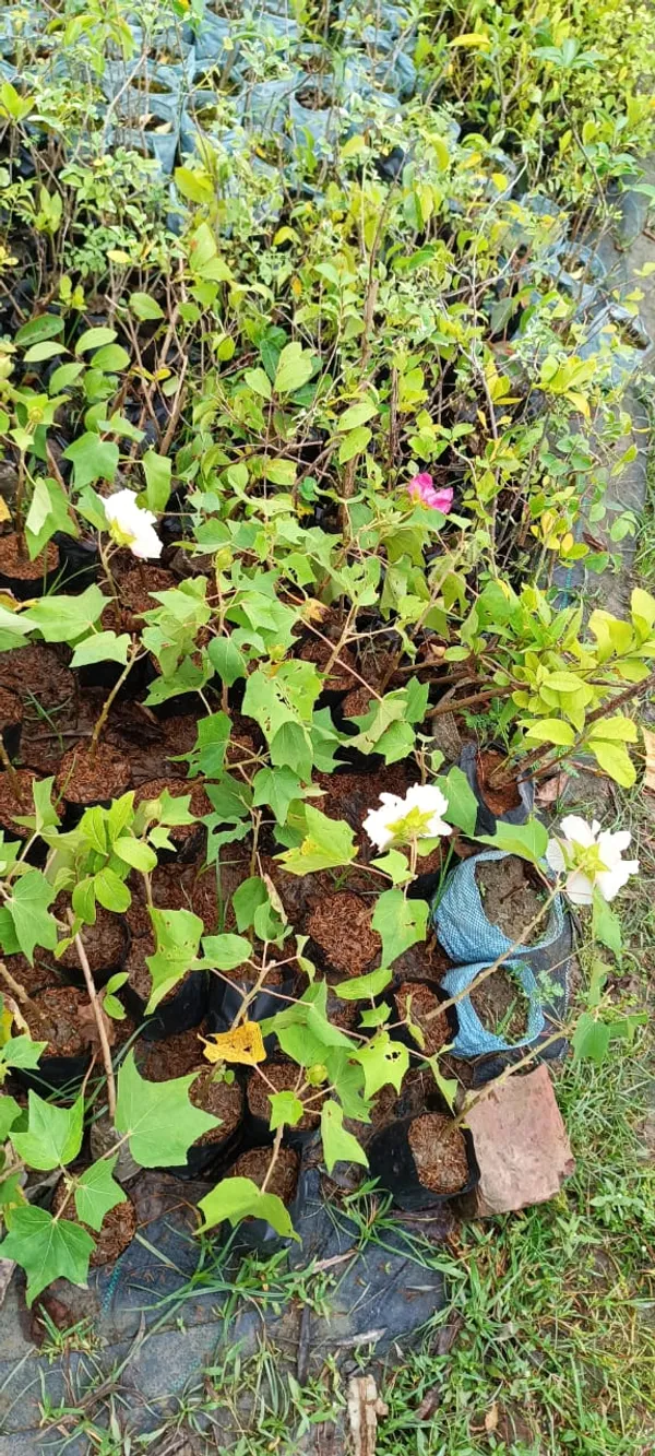 Land_Lotus_Plant