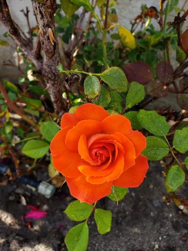 Orange_Rose_1.5-3.5_Ft_Flower_Plant