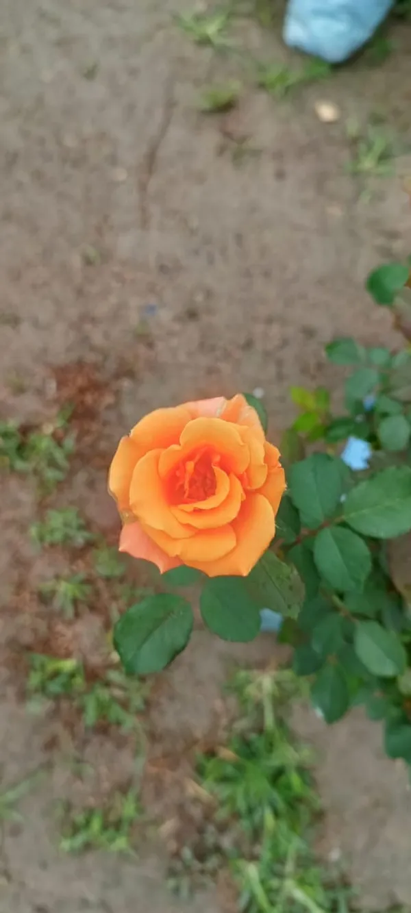 Orange_Rose_1.5-3.5_Ft_Flower_Plant