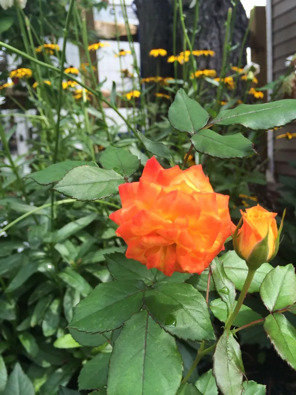 Orange_Rose_1.5-3.5_Ft_Flower_Plant