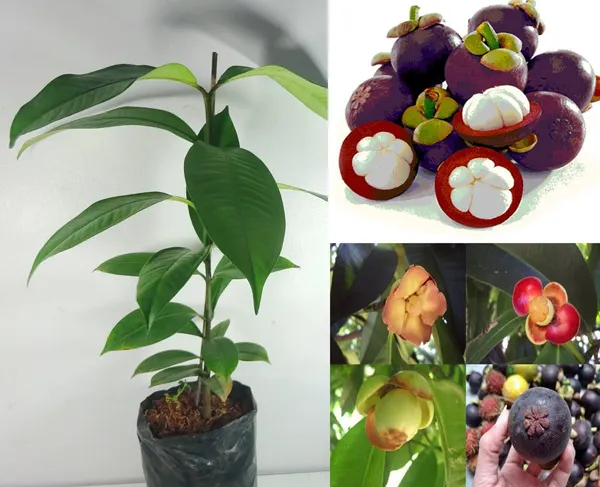 Thai_Purple_Mangosteen_Garcinia_Mangostana__Fruit_Tree_Plant