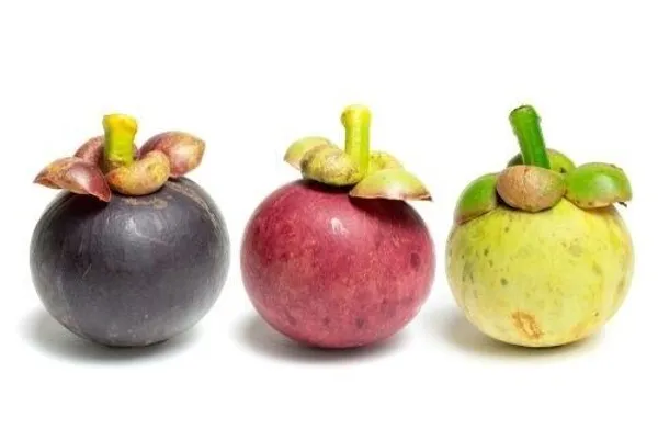Thai_Purple_Mangosteen_Garcinia_Mangostana__Fruit_Tree_Plant