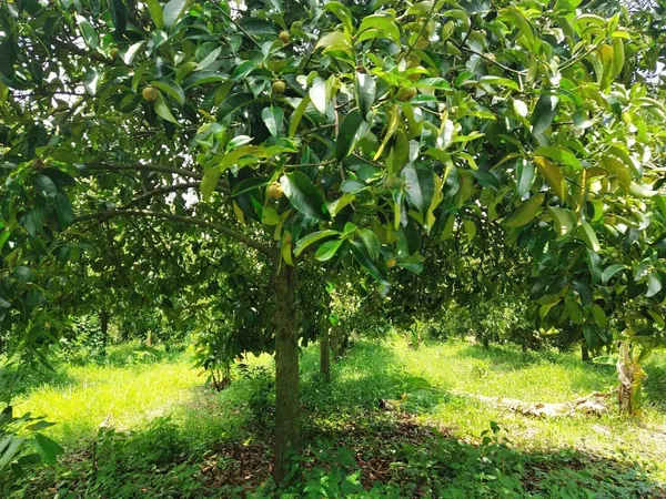 Thai_Purple_Mangosteen_Garcinia_Mangostana__Fruit_Tree_Plant