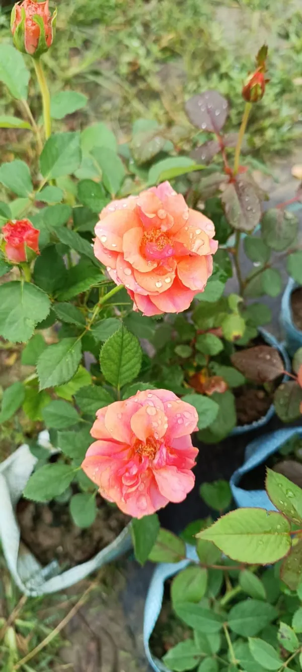 Gray_Rose_Plant_1.5-3.5_Ft