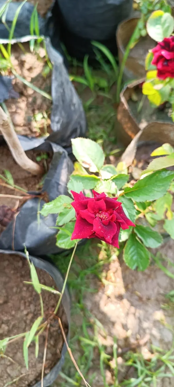 Hybrid_Red_Rose_1.5-3.5_Ft_Flower_Plant_Pack_O_1