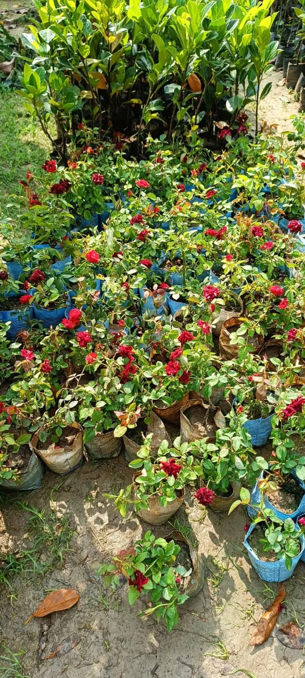 Hybrid_Red_Rose_1.5-3.5_Ft_Flower_Plant_Pack_O_1