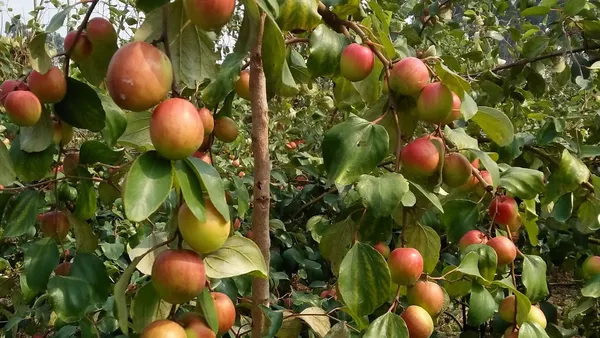 Kashmiri_Apple_Ber_Grafted_lant_&_Tree__For_Outdoor_Home_And_Garden
