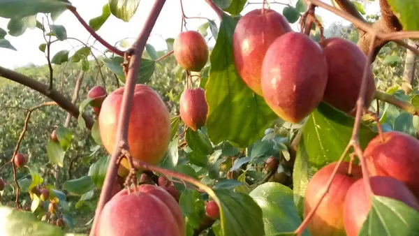 Kashmiri_Apple_Ber_Grafted_lant_&_Tree__For_Outdoor_Home_And_Garden