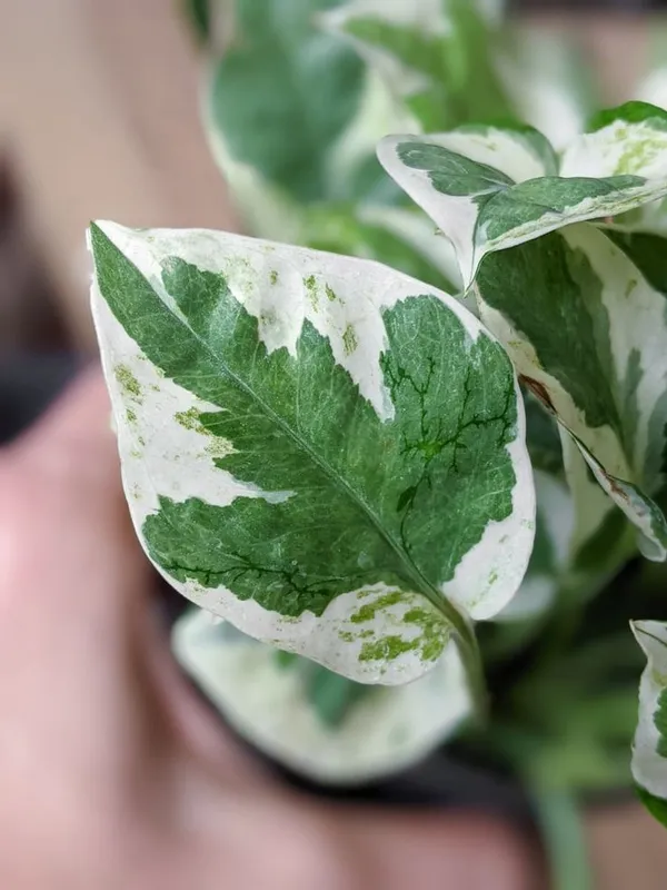Pearls_And_Jade_Pothos_Money_Plant