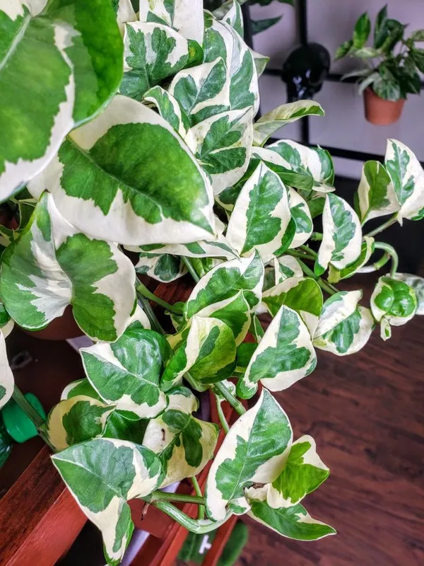 Pearls_And_Jade_Pothos_Money_Plant