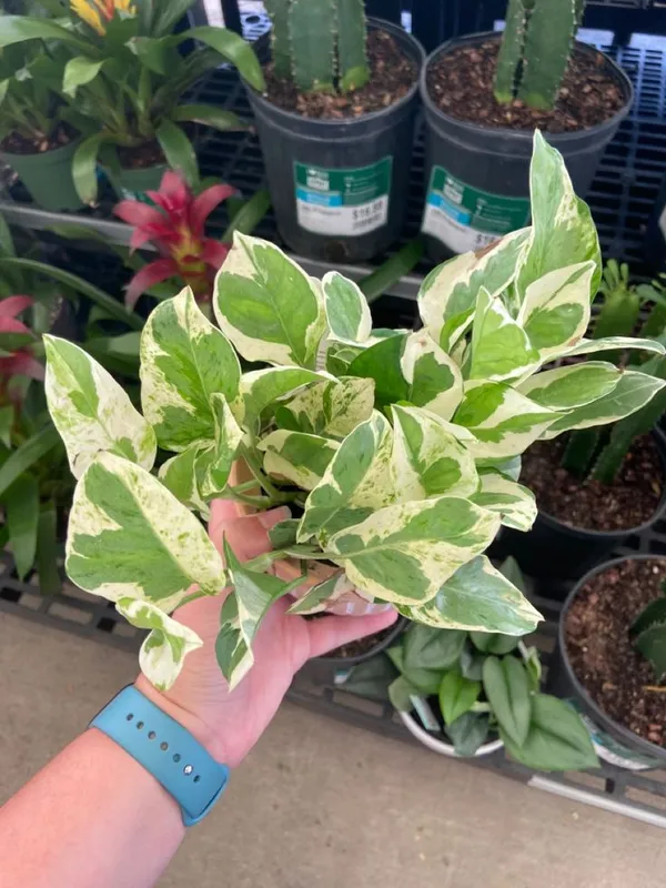 Pearls_And_Jade_Pothos_Money_Plant