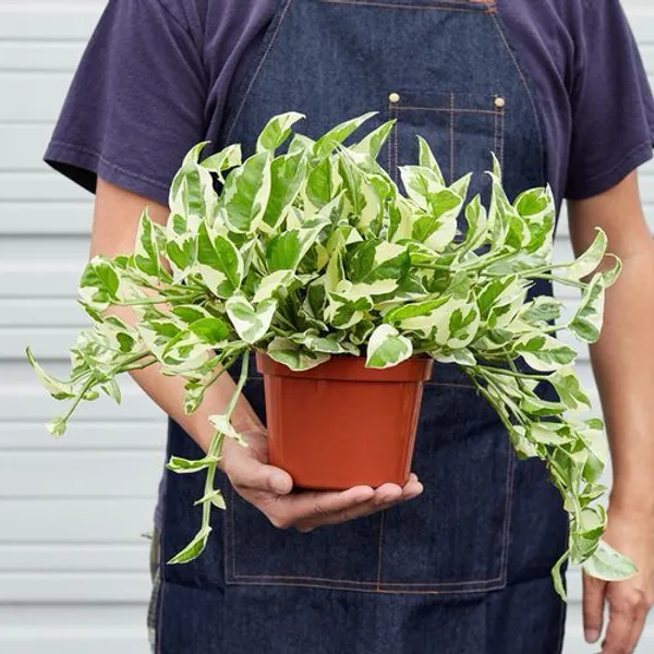 Pearls_And_Jade_Pothos_Money_Plant
