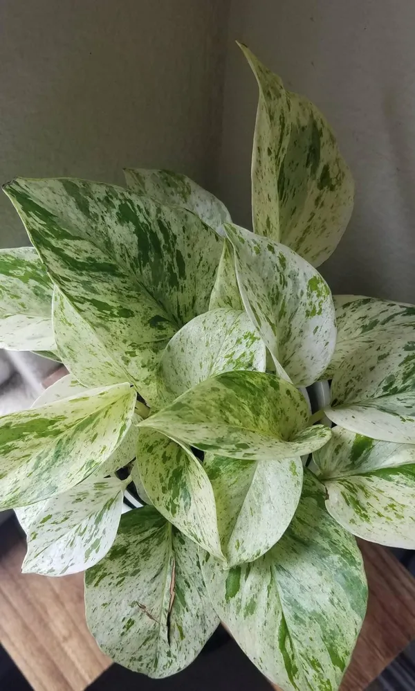 Marble_Money_Plant