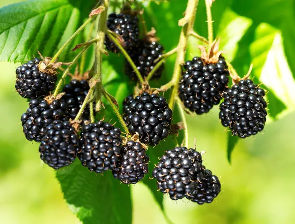 Black_Berry_Grafted_Fruit_Plant