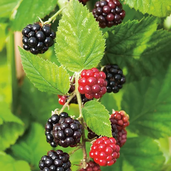 Black_Berry_Grafted_Fruit_Plant