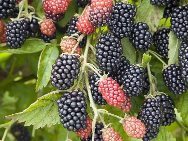 Black_Berry_Grafted_Fruit_Plant