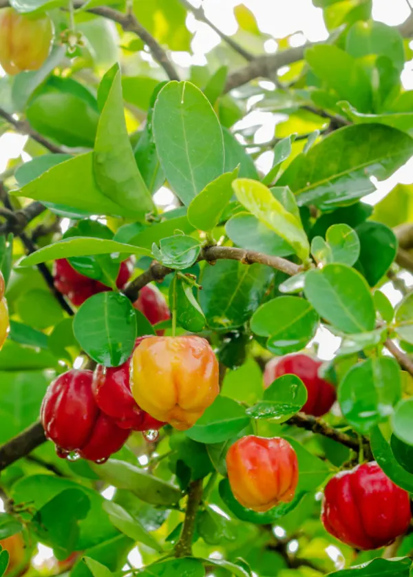 Barbados_Grafted_herry_Plant