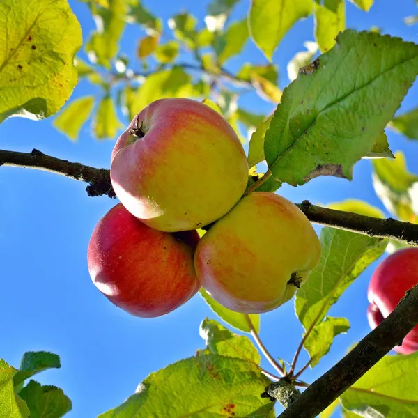 Anna_Grafted_Sweet_Apple_Plant