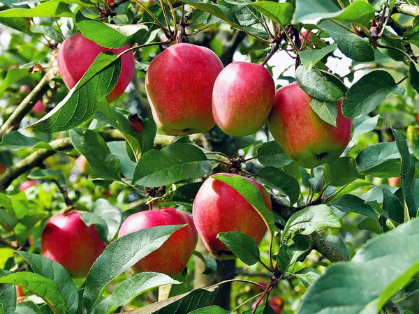 Anna_Grafted_Sweet_Apple_Plant