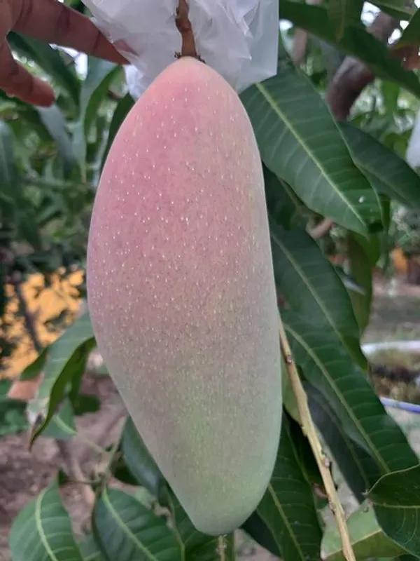 Rare_Thai_Vairety_King_Of_Chakapat_Original_Mango_Plant_&_Tree__Plant_Size_1-1.5_FtHybrid